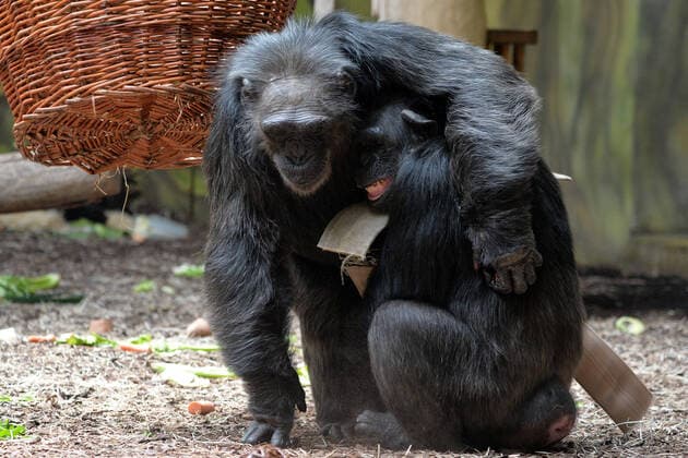Bilder des Jahres 2021, Entertainment 06 Juni Entertainment Themen der Woche KW24 Entertainment Bilder des Tages June 17, 2021, Dvur Kralove nad Labem, Czech Republic: The Chimpanzee female called Babeta (R) and male called Dingo (L) eats food laid out for her as she celebrates 50st birthday at Safari Park Dvur Kralove nad Labem in the Czech Republic. Dvur Kralove nad Labem Czech Republic - ZUMAr156 20210617_zap_r156_004 Copyright: xSlavekxRutax