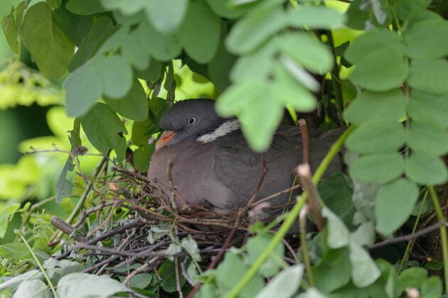 heimlich und versteckt... Ringeltaube ( Columba palumbus ) nistet zwischen Blättern und Ästen eines Baumes, sitzt auf Eiern