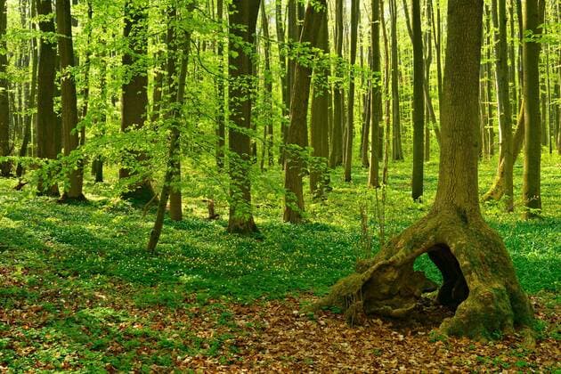  Sonniger unberührter natürlicher Buchenwald im Frühling mit Stelzenbaum, frisches grünes Laub, Buschwindröschen blühen, UNESCO-Weltnaturerbe Buchenurwälder in den Karpaten und alte Buchenwälder in Deutschland?, Nationalpark Hainich, Thüring *** Sunny untouched natural beech forest in spring with stilt tree, fresh green foliage, wood anemones blooming, UNESCO World Heritage Primeval Beech Forests in the Carpathians and ancient beech forests in Germany , National Park Hainich, Thüring Copyright: imageBROKER/AVTG ibxkcv05161327.jpg