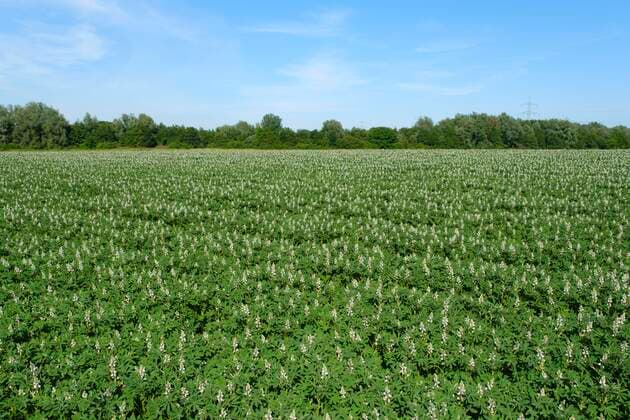 Lupinenfeld (Lupinus) Süßlupine, Nordrhein-Westfalen, Deutschland, Europa *** Lupine field Lupinus sweet lupine, North Rhine-Westphalia, Germany, Europe Copyright: imageBROKER/WilfriedxWirth ibxdwh06954508.jpg