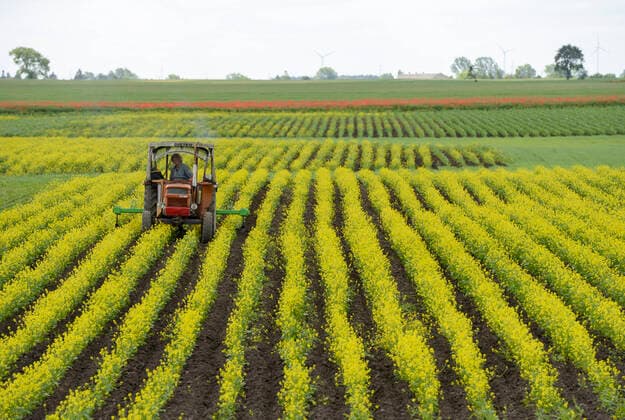 Poland, organic farming POLAND , organic farming *** POLEN, Dorf Szubin, Biolandwirtschaft, Traktor hackt Feld und jätet Unkraut Szubin Poland