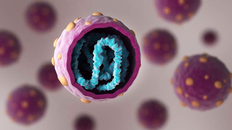Biomedical illustration showing the cross section of hantavirus. Copyright: StocktrekxImages STK701535H