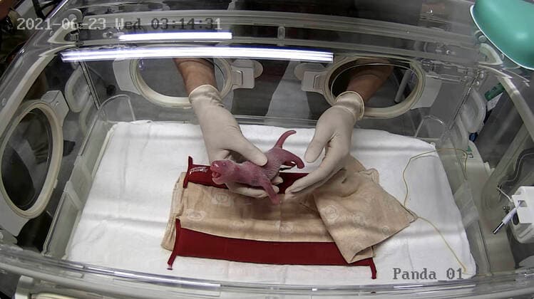 Bilder des Jahres 2021, Entertainment 06 Juni Entertainment Themen der Woche KW25 Entertainment Bilder des Tages (210623) -- TOKYO, June 23, 2021 () -- A staff member takes care of a giant panda cub in an incubator at the Ueno Zoological Gardens in Tokyo, Japan, June 23, 2021. Popular giant panda Shin Shin has given birth to twin cubs at the Ueno Zoological Gardens in Tokyo, her first delivery in four years, local media reported Wednesday. (Tokyo Zoological Park Society Handout via ) JAPAN-TOKYO-PANDA CUBS-BIRTH xinhua 