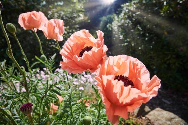 Garten, Natur, blühende Pflanze im Frühjahr, Riesenmohn, Mohnblüte Garten 3533