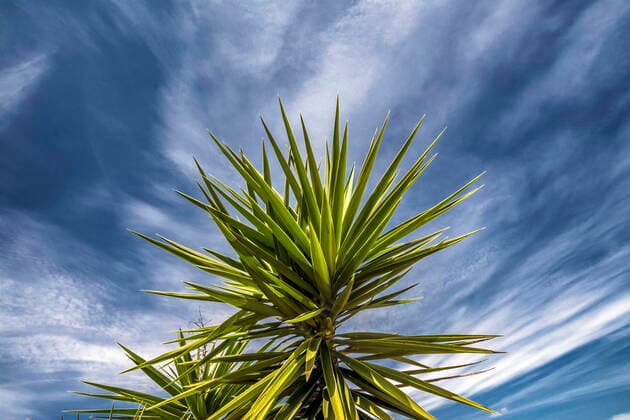 Garten, Natur, Erderwärmung, tropisches Klima, Palmen werden heimisch, einzelne Palmenkrone mittig, blauer Himmel Garten 3589