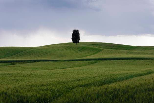 Green grassland in spring with lone tree in background FCF01971