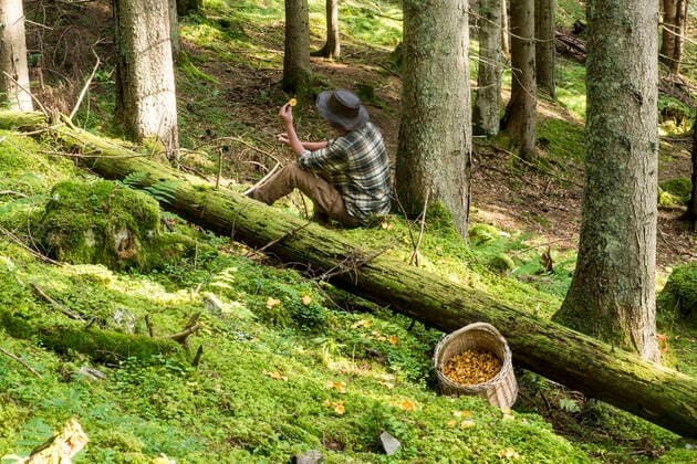 Senior mushroom picker relaxing in forest with basket full of chantarelles model released Symbolfoto HHF05641