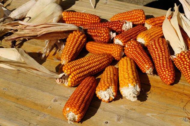 Cleaning of the corncobs at Il Boschetto farmhouse in Scurtabo near Varese Ligure; La Spezia; Liguria; Italy PaoloPicciottoREDA&CO 1028_29_PPI7875