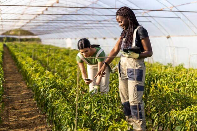 IMAGO Creative: Klimawandel - Zukunft und Innovation Female farmer pointing while coworker using smart phone at greenhouse model released Symbolfoto property released OIPF01053