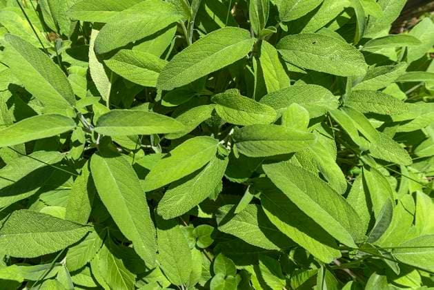  Salbeiblätter (Salvia officinalis), Bayern, Deutschland, Europa *** Sage leaves Salvia officinalis , Bavaria, Germany, Europe Copyright: imageBROKER/HelmutxMeyerxzurxCapellen ibxmzc06953347.jpg