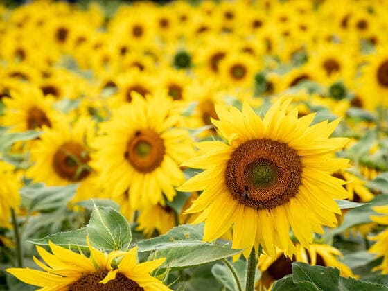 IMAGO Nature: Unsere Erde, Energiequellen, Biomasse Viele gelbe Sonnenblumen auf einem Feld in der Landwirtschaft McPWOD *** Many yellow sunflowers in a field in agriculture McPWOD McPWOD