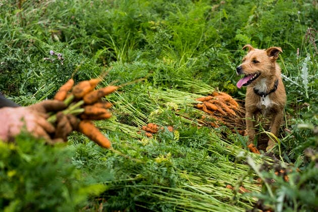IMAGO Creative: Klimawandel - Umwelterziehung Farmer kneeling in a field, holding bunch of freshly picked carrots. Farm,United Kingdom,Farmer kneeling in a field, holding bunch of freshly picked carrots.  Farmer kneeling in a field, holding bunch of freshly picked carrots.