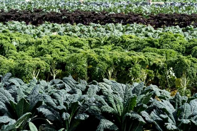 View across rows of green vegetables on a farm. Farm,United Kingdom,View across rows of green vegetables on a farm.  View across rows of green vegetables on a farm.