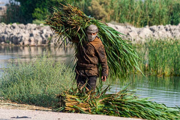 Marsh Arab collecting reeds, Mesopotamian Marshes, The Ahwar of Southern Iraq, UNESCO World Heritage Site, Iraq, Middle East Copyright: MichaelxRunkel 1184-5734 Editorial Use Only