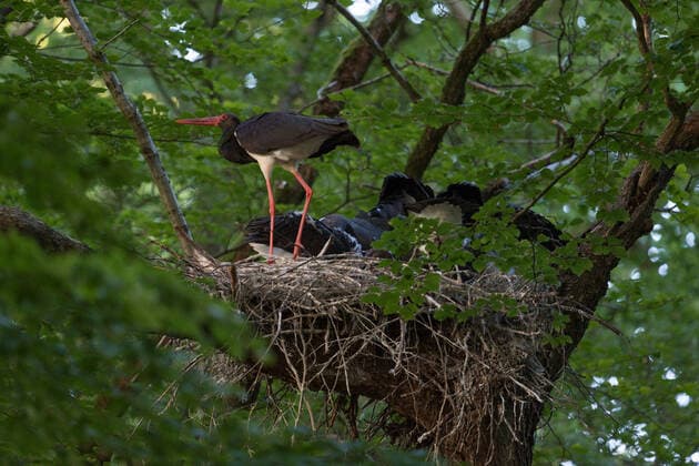 seltene Beobachtung... Schwarzstorch ( Ciconia nigra ), auch Waldstorch genannt, am Nest mit beinahe flüggem Nachwuchs, sehr heimlich und zurückgezogen lebende heimische Storchenart, wird vielerorts durch den Bau von Windkraftanlagen bedroht