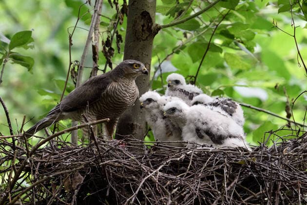 Weibchen mit Jungvögeln... Sperber ( Accipiter nisus ) auf dem Nest, Greifvogel Horst, Nestlinge, Küken erwarten Fütterung durch den Altvogel