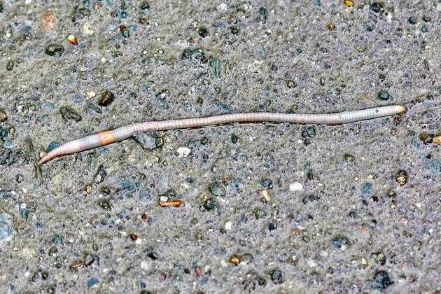 Creative Highlights World Gemeiner Regenwurm, Tauwurm (Lumbricus terrestris), kriecht auf nassem Boden, Deutschland, NRW common earthworm, earthworm; lob worm, dew worm, squirreltail worm, twachel (Lumbricus terrestris), creeps on wet ground, Germany, North Rhine-Westphalia BLWS645759 *** Common earthworm, dew worm, squirreltail worm, twachel Lumbricus terrestris , creeps on wet ground, Germany, North Rhine Westphalia BLWS645759 Copyright: xblickwinkel C.xStennerx