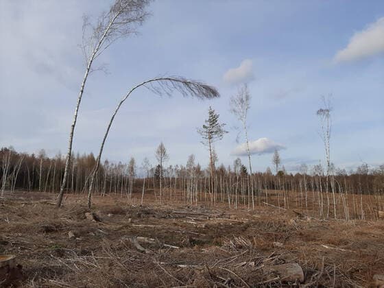 Haengebirke, Haenge-Birke, Silberbirke, Silber-Birke, Gewoehnliche Birke, Weissbirke, Weiss-Birke, Warzen-Birke, Sand-Birke, Sandbirke (Betula pendula, Betula alba), Birken auf einer Rodungsflaeche, Deutschland common birch, silver birch, European white birch, white birch (Betula pendula, Betula alba), birch trees on a clearing area, Germany BLWS645403 *** Common birch, silver birch, European white birch, white birch, European white birch, silver birch, silver birch, European white birch, European white birch, European white birch Betula pendula, Betula alba , birch trees on a clearing area, Germany BLWS645403 Copyright: xblickwinkel M.xHenningx