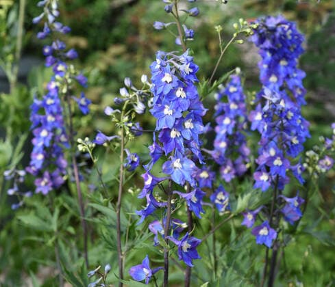 Rittersporn, Delphinium elatum, ist eine schoene Staudenpflanze mit blauen Blueten. Larkspur, Delphinium elatum, is a beautiful perennial plant with blue flowers. Rittersporn, Delphinium elatum *** Delphinium elatum, is a beautiful perennial plant with blue flowers Larkspur, Delphinium elatum, is a beautiful perennial plant with blue flowers Delphinium elatum