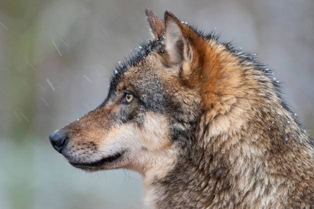 Europaeischer Wolf, Europaeischer Grauwolf, Gewoehnlicher Wolf, Gemeiner Wolf (Canis lupus lupus), Portraet bei Schneefall, Deutschland European gray wolf (Canis lupus lupus), portrit in snowfall, Germany BLWS646239