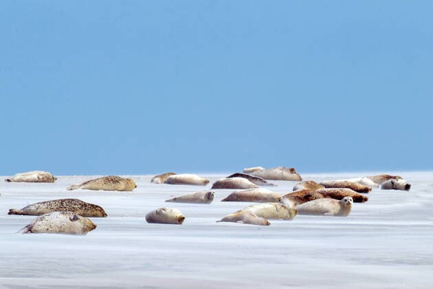 Seehund, See-Hund (Phoca vitulina), Seehunde auf Sandbank im Wattenmeer, Deutschland, Schleswig-Holstein, Schleswig-Holsteinisches Wattenmeer Nationalpark, Pellworm harbor seal, common seal (Phoca vitulina), harbor seals on a sandbank in the wadden sea, Germany, Schleswig-Holstein, Schleswig-Holstein Wadden Sea National Park, Pellworm BLWS646246 *** harbor seal, common seal Phoca vitulina , harbor seals on a sandbank in the wadden sea, Germany, Schleswig Holstein, Schleswig Holstein Wadden Sea National Park, Pellworm BLWS646246 Copyright: xblickwinkel McPHOTO W.xRolfesx