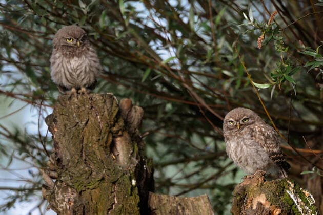 Creative Highlights World Geschwister... Steinkauz ( Athene noctua ), junge Steinkäuze, flügge Jungvögel, Eulen sitzen auf einer alten Kopfweide, stark gefährdete Eulenart *** Little Owl ( Athene noctua ), two fledlings, cute young birds, owls, perched together on a pollard willow tree, wildlife, Europe. Nordrhein-Westfalen Deutschland, Westeuropa