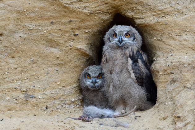 gespannte Blicke... Europäischer Uhu ( Bubo bubo ), junge Uhus in der Mauser, Uhuästlinge, Eulen im Eingang zu ihrer Bruthöhle in einer Sandgrube sitzten vor den Resten eines jungen Nutrias, scheinen satt zu sein, Serie Tierkinder *** Eurasian Eagle Owls ( Bubo bubo ), young chicks at nesting site, feeding on prey ( nutria ), wildlife, Europe. Nordrhein-Westfalen Deutschland, Westeuropa