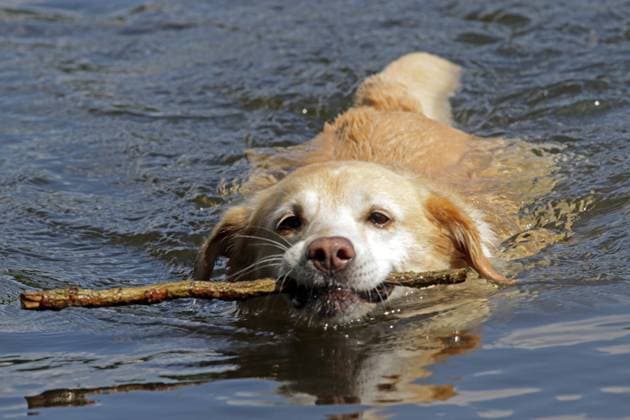 Abkühlung für Hunde im Wasser Ein Retriever schwimmt bei großer Hitze mit einem Zweig im Wasser. *** Cooling off for dogs in the water A retriever swims in the water with a twig in the heat