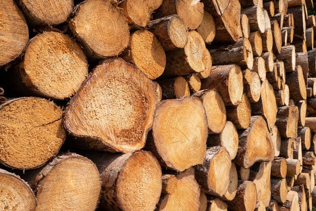 Ein Polter Naturholz 26.06.2021, Mecklenburg Vorpommern, GER - Ein Polter Naturholz, *** One pile of natural wood 26 06 2021, Mecklenburg Vorpommern, GER One pile of natural wood,