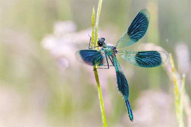 Creative Highlights World Gebaenderte Prachtlibelle (Calopteryx splendens, Agrion splendens), Maennchen sitzt mit Tau benetzt an einem Grashalm, Deutschland, Niedersachsen banded blackwings, banded agrion, banded demoiselle (Calopteryx splendens, Agrion splendens), male sits on a blade of grass wetted with dewdrops, Germany, Lower Saxony BLWS646425 *** Banded damselfly Calopteryx splendens, Agrion splendens , male sits on a blade of grass wetted with dewdrops, Germany, Lower Saxony banded blackwings, banded agrion, banded demoiselle Calopteryx splendens, Agrion splendens , male sits on a blade of grass wetted with dewdrops, Germany, Lower Saxony BLWS646425 Copyright: xblickwinkel McPHOTO J.xWebelerx