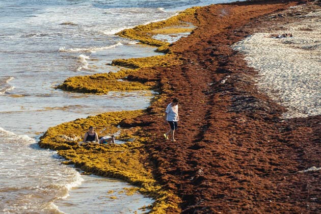 Sargassum Contaminates the Beaches of the Mexican Caribbean PLAYA DEL CARMEN, MEXICO - JULY 4: Aerial view of sargassum accumulated in the tourist area of the Fundadores Park beach in Playa del Carmen. The arrival of sargassum that has contaminated the coasts of the Mexican Caribbean has caused great losses for the tourism industry in the state of Quintana Roo. On July 4, 2021 in Playa Del Carmen, Mexico. Copyright: xNataliaxPescadorx EYEPIXGROUP_NP_04072021_9973