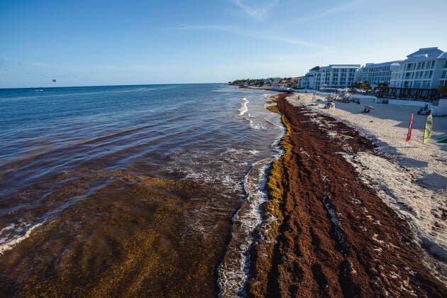 Sargassum Contaminates the Beaches of the Mexican Caribbean PLAYA DEL CARMEN, MEXICO - JULY 4: Aerial view of sargassum accumulated in the tourist area of the Fundadores Park beach in Playa del Carmen. The arrival of sargassum that has contaminated the coasts of the Mexican Caribbean has caused great losses for the tourism industry in the state of Quintana Roo. On July 4, 2021 in Playa Del Carmen, Mexico. Copyright: xNataliaxPescadorx EYEPIXGROUP_NP_04072021_9974