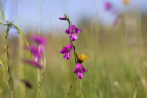 Sumpf-Gladiole (lat. Gladiolus palustris), Sumpf-Siegwurz; Königsbrunner Heide, Stadtwald Augsburg, größter Bestand dieser Pflanze in Mitteleuropa, Sumpf-Gladiole (lat. Gladiolus palustris), Sumpf-Siegwurz; *** Marsh gladiolus lat Gladiolus palustris , marsh glads Königsbrunner Heide, Stadtwald Augsburg, largest population of this plant in Central Europe, Marsh gladiolus lat Gladiolus palustris , marsh glads