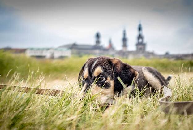 24. Juni 2021: Dresden, Sachsen: Ein junger Mischlingshund spielt am Ufer der Elbe und beisst in seine Leine. *** 24 June 2021 Dresden, Saxony A young mongrel dog is playing on the banks of the Elbe and bites its leash.