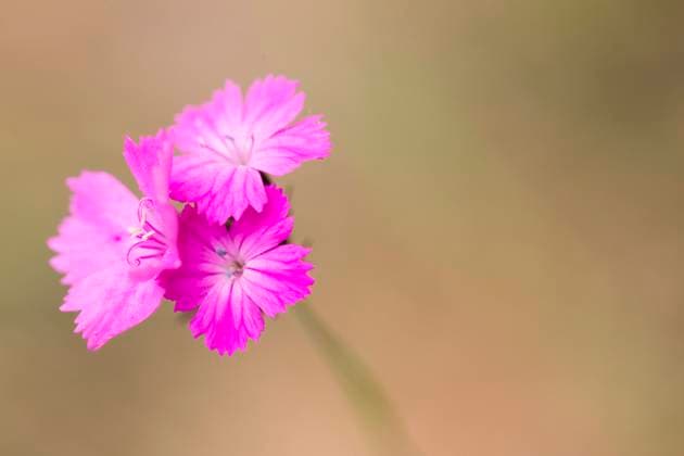Karthaeuser-Nelke, Karthaeusernelke (Dianthus carthusianorum), Blueten, Deutschland, Usedom, NSG Suedspitze Gnitz Carthusian pink, Clusterhead pink (Dianthus carthusianorum), flowers, Germany, Usedom, NSG Suedspitze Gnitz BLWS646920 *** Carthusian pink, Clusterhead pink Dianthus carthusianorum , flowers, Germany, Usedom, NSG Suedspitze Gnitz Carthusian pink, Clusterhead pink Dianthus carthusianorum , flowers, Germany, Usedom, NSG Suedspitze Gnitz BLWS646920 Copyright: xblickwinkel A.xHeldx