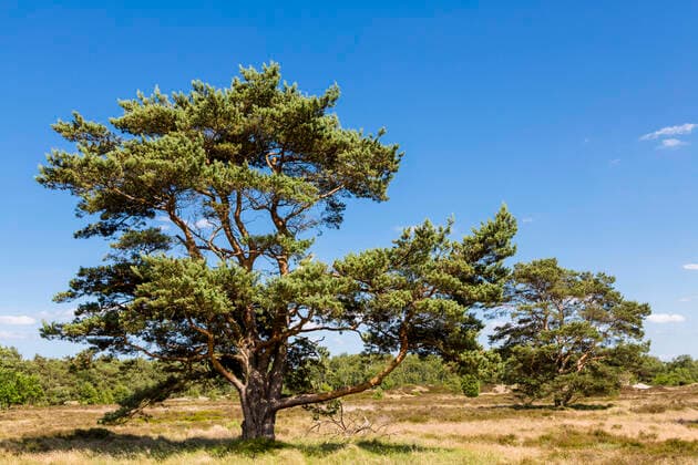 Creative Highlights World Foehre, Waldkiefer, Wald-Kiefer, Gemeine Kiefer (Pinus sylvestris), im Naturschutzgebiet Duenenheide, Deutschland, Hiddensee, NSG Duenenheide Scotch pine, Scots pine (Pinus sylvestris), at the nature reserve Duenenheide, Germany, Hiddensee, NSG Duenenheide BLWS647101 *** Scotch pine, Scots pine Pinus sylvestris , at the nature reserve Duenenheide, Germany, Hiddensee, NSG Duenenheide BLWS647101 Copyright: xblickwinkel A.xHeldx