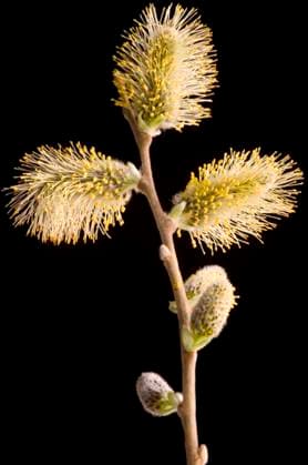 Kaetzchenweide, Kaetzchen-Weide, Sal-Weide, Salweide (Salix caprea), Palmkaetzchen vor schwarzem Hintergrund pussy willow, goat willow, great sallow (Salix caprea), catkins against black background BLWS646927 *** Willow, goat willow, Sal willow, Salix caprea , palm willow against black background pussy willow, goat willow, great sallow Salix caprea , catkins against black background BLWS646927 Copyright: xblickwinkel McPHOTO A.xSchauhuberx