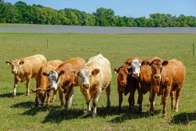 Kühe auf der Weide, Kremmen, Brandenburg, Deutschland *** Cows on the pasture, Kremmen, Brandenburg, Germany