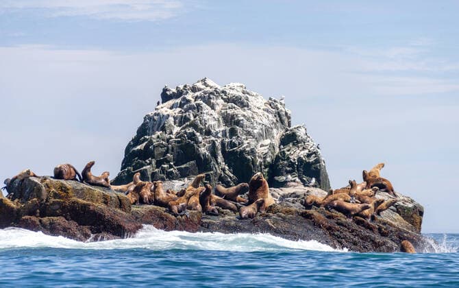 Creative Highlights World KAMCHATKA TERRITORY, RUSSIA â€“ JULY 5, 2021: Steller sea lions on Cape Shipunsky. Yelena Vereshchaka TASS  TS107BC9