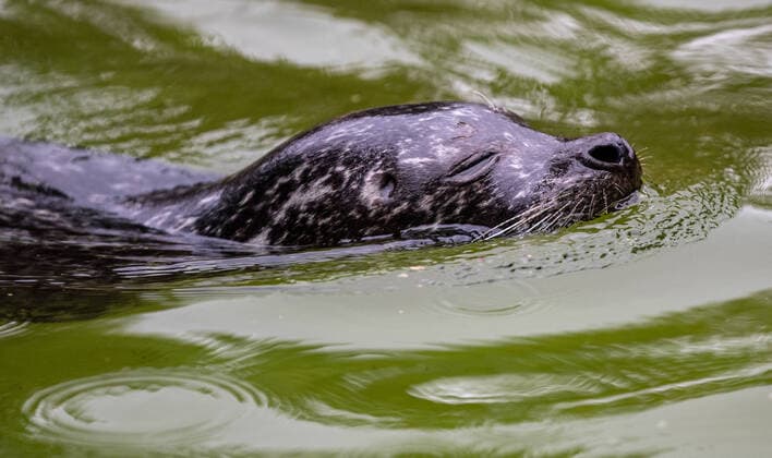 Creative Highlights World Kalifornischer Seeloewe Berlin, 30.06.2021, Zoologischer Garten: Kalifornischer Seeloewe schwimmt im Wasser Berlin Berlin Deutschland Zoologischer Garten *** California sea lion Berlin, 30 06 2021, Zoologischer Garten California sea lion swimming in the water Berlin Berlin Germany Zoologischer Garten