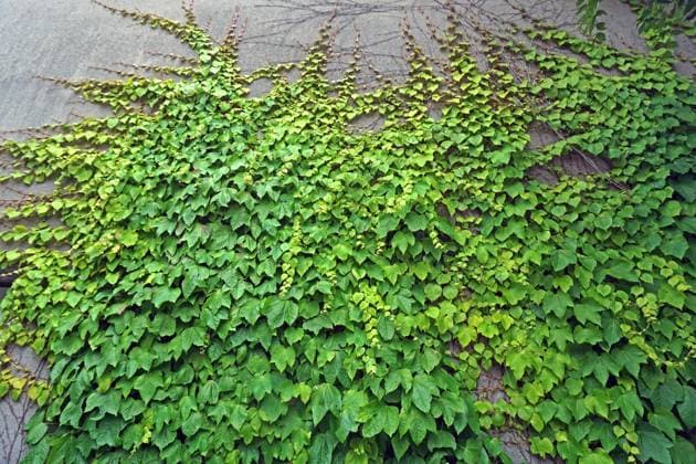 Klettersträucher zur Fassadenbegrünung Die Dreilappige Jungfernrebe, auch Dreispitzige Jungfernrebe genannt, wird vielfach zur Fassadenbegrünung eingesetzt
