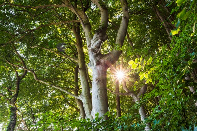 Rotbuche, Rot-Buche, Buche (Fagus sylvatica), Die Sonne scheint durch einen Buchenwald, Mecklenburg-Vorpommern, Ruegen, Jasmund Nationalpark common beech (Fagus sylvatica), The sun shines through a beech forest, Mecklenburg-Western Pomerania, Ruegen, Jasmund National Park BLWS647197 *** Common beech Fagus sylvatica , The sun shines through a beech forest, Mecklenburg Western Pomerania, Ruegen, Jasmund National Park common beech Fagus sylvatica , The sun shines through a beech forest, Mecklenburg Western Pomerania, Ruegen, Jasmund National Park BLWS647197 Copyright: xblickwinkel A.xHeldx