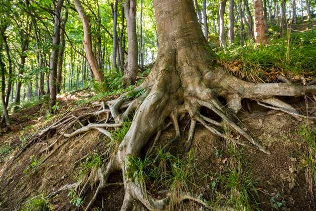 Rotbuche, Rot-Buche, Buche (Fagus sylvatica), Wurzeln einer Buche, Mecklenburg-Vorpommern, Ruegen, Jasmund Nationalpark common beech (Fagus sylvatica), roots of a beech, Mecklenburg-Western Pomerania, Ruegen, Jasmund National Park BLWS647195 *** Common beech Fagus sylvatica , roots of a beech, Mecklenburg Western Pomerania, Ruegen, Jasmund National Park common beech Fagus sylvatica , roots of a beech, Mecklenburg Western Pomerania, Ruegen, Jasmund National Park BLWS647195 Copyright: xblickwinkel A.xHeldx