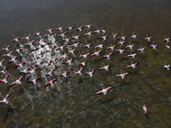 Creative Highlights World (210712) -- ANKARA, July 12, 2021 -- Aerial photo taken on July 11, 2021 shows flamingos flying over Mogan Lake in Ankara, Turkey. (Photo by Xinhua) TURKEY-ANKARA-NATURE-MOGAN LAKE-BIRDS MustafaxKaya 