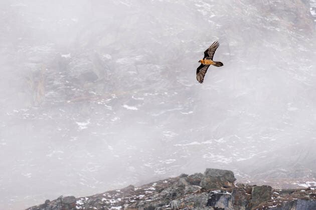 Creative Highlights World Bearded Vulture (Gypaetus barbatus), Gran Paradiso National Park, Aosta Valley, Italy. Aosta Valley Italy Copyright: xSergioxPitamitzx SSH-RM-IT2103150147