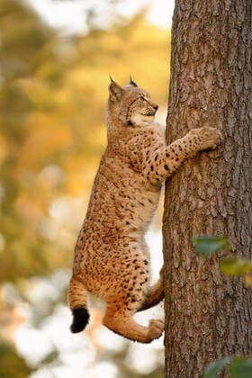 Creative Highlights World geschickte Kletterer... Eurasischer Luchs ( Lynx lynx ), Wildkatze klettert geschickt an einem senkrechten Baumstamm hoch, herbstliches Umfeld, harmonische Farben, goldener Oktober *** Eurasian Lynx ( Lynx lynx ) climbing up a tree trunk of a conifer in the woods in front of a autumnal yellow colored background, Europe. Nordrhein-Westfalen Deutschland, Europa