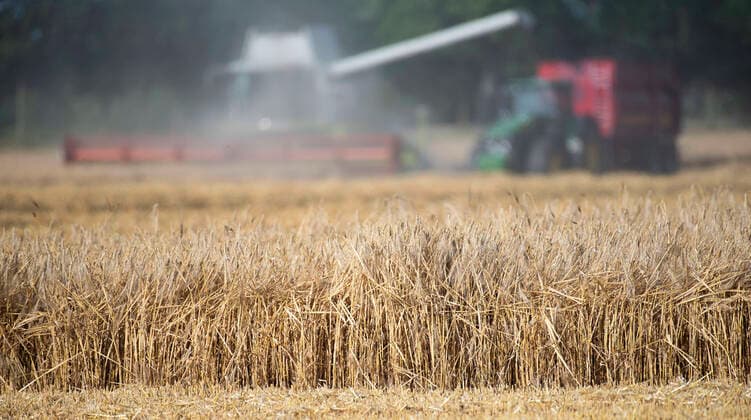 IMAGO Nature: Unsere Erde, Klimawandel, Ernährung, Pflanzen der Zukunft, Hafer Ein Mähdrescher erntet Getreide während ein Traktor mit Anhänger das Korn aufnimmt. Die Getreideernte bezeichnet die Ernte von Körnerfrüchten. Die gebräuchlichsten Getreidesorten in Mitteleuropa sind Gerste, Roggen, Weizen, Hafer und Mais. Seit etwa 1985 wird auch die Triticale, eine Kreuzung aus Weizen und Roggen, angebaut. Nienhagen *** A combine harvester harvests grain while a tractor with trailer picks up the grain Grain harvesting refers to the harvesting of grain crops The most common types of grain in Central Europe are barley, rye, wheat, oats and corn Since about 1985, triticale, a cross between wheat and rye, has also been cultivated Nienhagen Copyright: FrankxHormannx xnordlicht