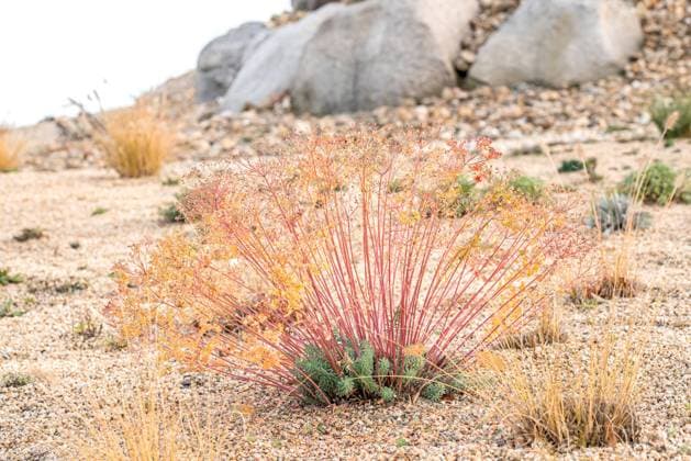 Blaeuliche Wolfsmilch, Steppen-Wolfsmilch, Steppenwolfsmilch (Euphorbia seguieriana ssp. niciciana, Euphorbia niciciana), in Herbstfaerbung Spurge, Seguier s Spurge (Euphorbia seguieriana ssp. niciciana, Euphorbia niciciana), in autumn colours BLWS647465 *** Blue spurge, Steppe spurge, Steppe spurge Euphorbia seguieriana ssp niciciana, Euphorbia niciciana , in autumn colours Spurge, Seguier s Spurge Euphorbia seguieriana ssp niciciana, Euphorbia niciciana , in autumn colours BLWS647465 Copyright: xblickwinkel McPHOTO H.-R.xMuellerx