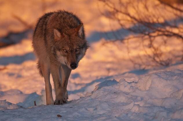  Europäischer Wolf (Canis lupus) schnürt auf einem Wildwechsel bei Schnee, bei Kresna, Bulgarien, Europa *** European wolf Canis lupus laces on a game trail in snow, near Kresna, Bulgaria, Europe Copyright: imageBROKER/DieterxMahlke ibxdim06967941.jpg