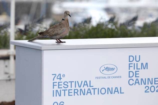 Eine Taube beim Photocall zum Kinofilm France auf dem Festival de Cannes 2021 74. Internationale Filmfestspiele von Cannes am Palais des Festivals. Cannes, 16.07.2021